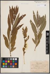 Salix aurita L. x Salix viminalis L.